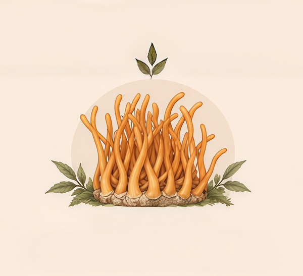 CORDYCEPS